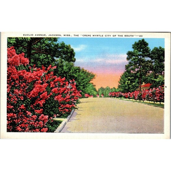 Postcard,Vintage, Euclid Ave, Jackson, MS, Crepe Myrtle, 1920's (PC82) - Picture 1 of 2